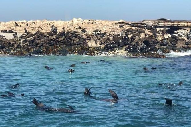Cape of Goodhope Tour a Full Day Exploring the Cape Peninsula - Starting with Cape Town’s Atlantic Seaboard