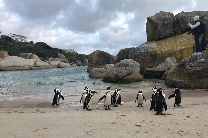 Cape Peninsula Adventure - Boulders Beach and the African penguins