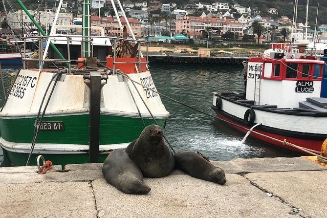 Cape Peninsula Adventure - Fish Hoek, Kalk Bay, and colorful Muizenberg