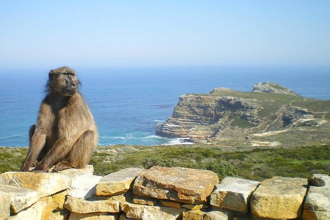 Cape Peninsula and Boulders Full Day Tour with Private Transfer - Why this private Cape Peninsula tour is worth considering