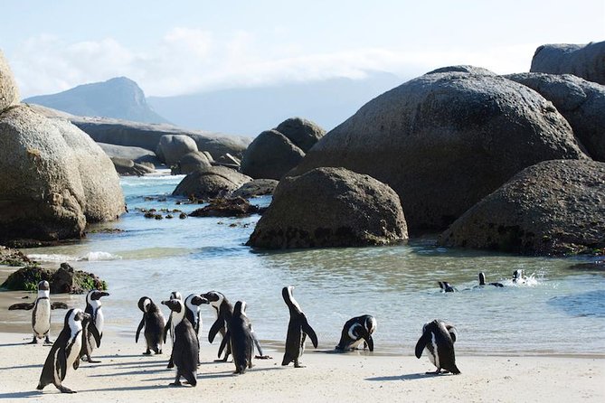 Cape Peninsula and Boulders Full Day Tour with Private Transfer - Chapman’s Peak Drive is the scenic road highlight