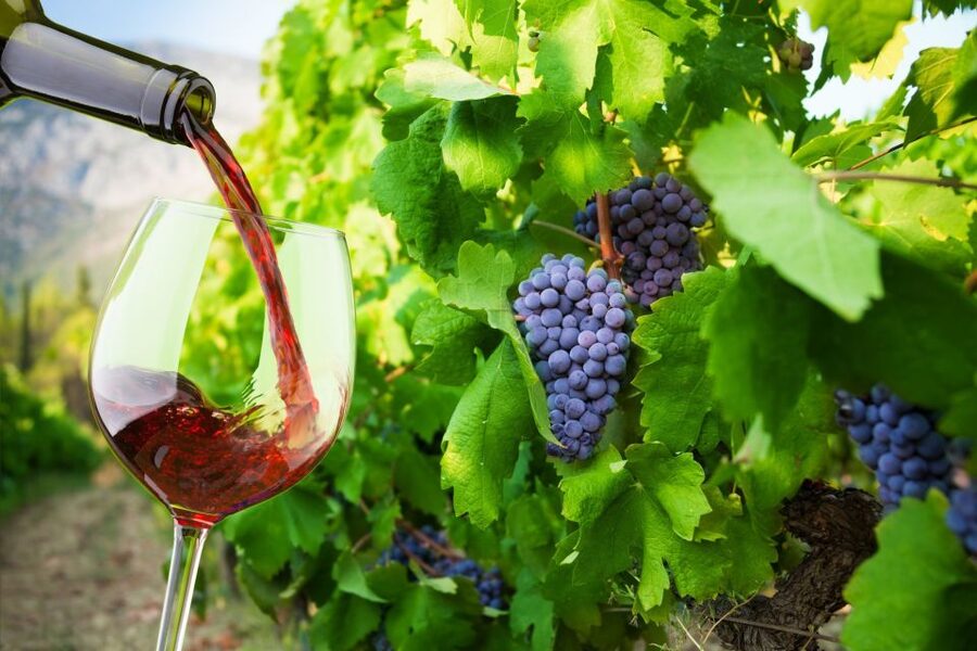 Cape Peninsula and Winelands Private Full-Day Combo Tour - Boys Drive and the turn toward Constantia