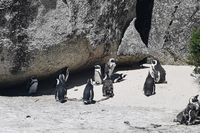 Cape Peninsula Cape of Good Hope and Penguins Tour in Cape Town - Starting beside the Twelve Apostles and Camps Bay
