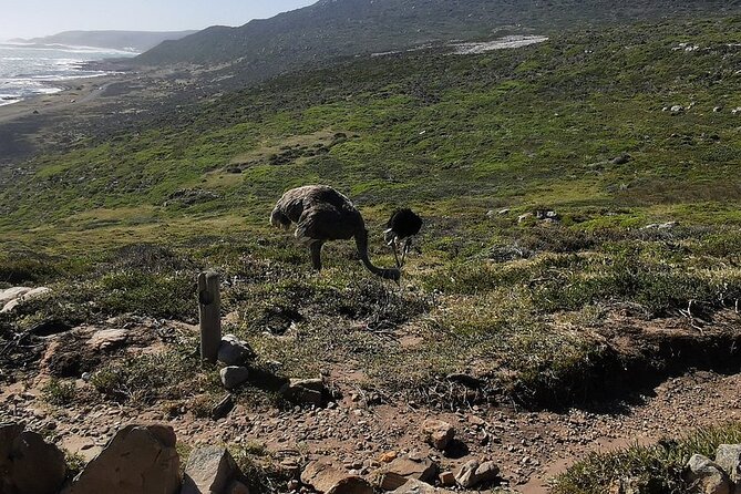 Cape Peninsula Cape of Good Hope and Penguins Tour in Cape Town - Hout Bay and the optional seal cruise