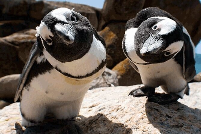 Cape Peninsula Cape of Good Hope and Penguins Tour in Cape Town - Boulders Beach and the penguin colony