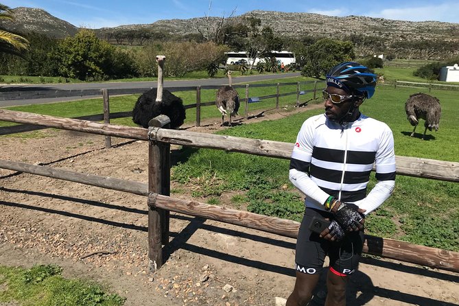 Cape Peninsula Cycle Tour - Meeting the penguins at Boulders Beach