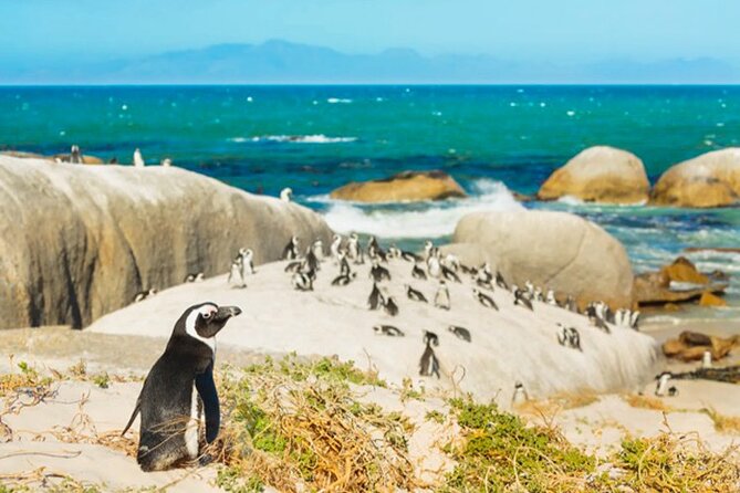 Cape Peninsula Day Tour - A Full Day Around the Cape Peninsula