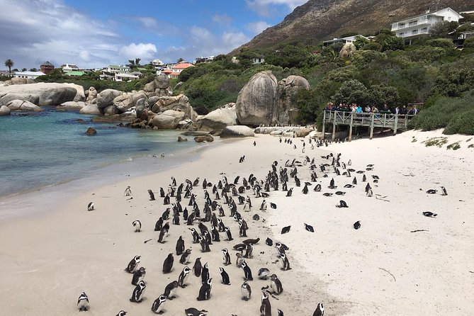 Cape Peninsula E-bike Cycle with Vehicle - Private Tour - Why this Cape Peninsula tour feels different