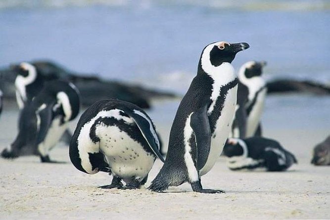Cape Peninsula Full Day Tour - Cape Point Nature Reserve and the Cape of Good Hope