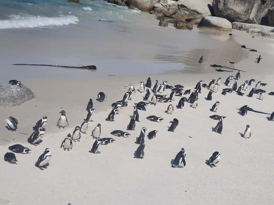 Cape Peninsula Full Day Tour In Private Car - Camps Bay and the Atlantic coast