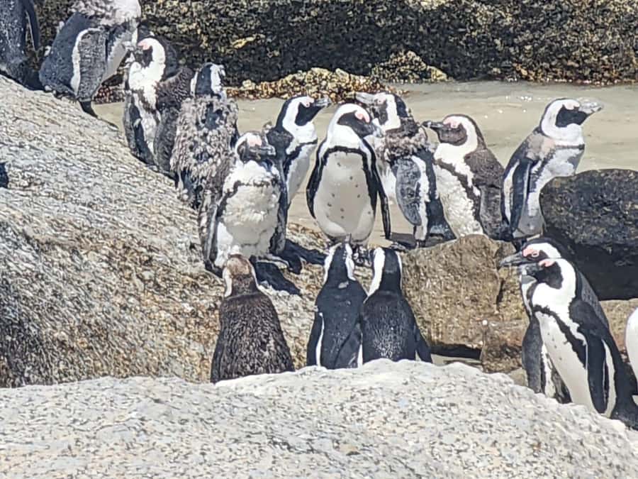 Cape Peninsula Full Day Tour In Private Car - Hout Bay and the choice of Duiker Island