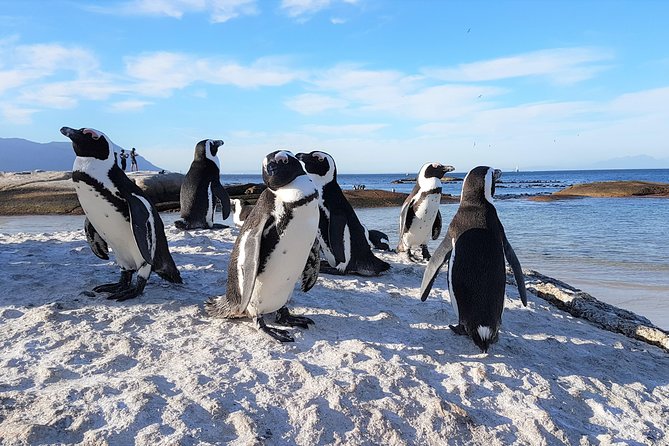 Cape Peninsula in a Vintage Car (Penguins, Cape Point & Chapman's Peak drive) - Cape Point Nature Reserve: fynbos, cliffs, and cheeky baboons