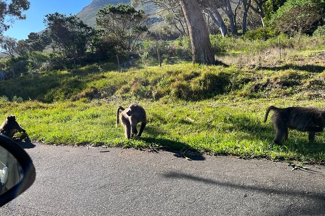Cape Peninsula &Penguin Sightseeing in Private Car Full Day Tour - Cape Point Nature Reserve and the Cape of Good Hope