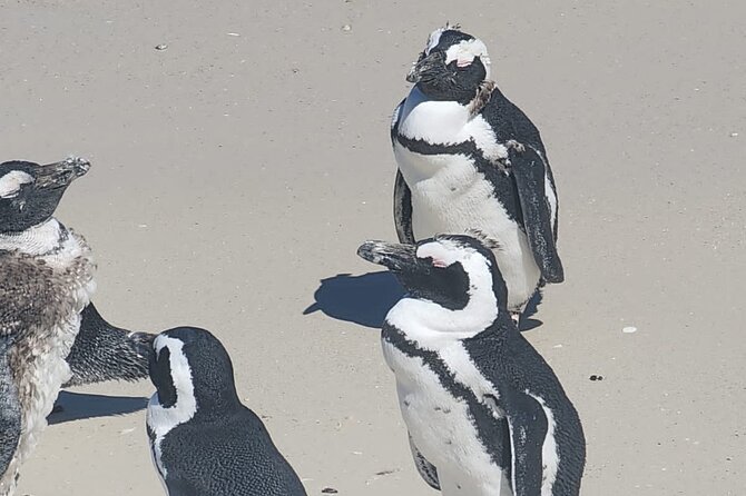 Cape Peninsula &Penguin Sightseeing in Private Car Full Day Tour - Simon’s Town and Boulders Beach Penguins