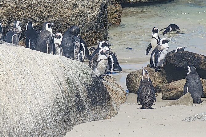 Cape Peninsula &Penguin Sightseeing in Private Car Full Day Tour - Price, Group Size, and What You Still Pay