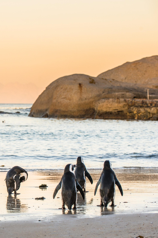 Cape Peninsula & Penguins Beach Half Day Tour from Cape Town - What the $36 price really covers