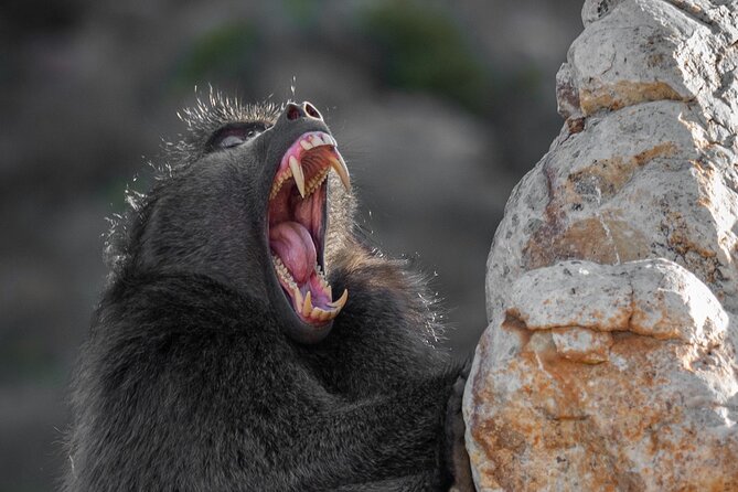 Cape Peninsula & Penguins Private Day Tour, Entrances Included. - Cape Point lighthouses require a choice