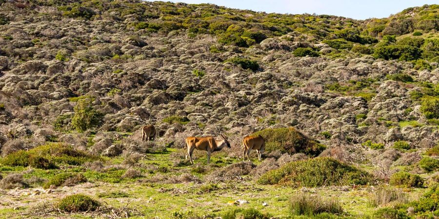 Cape Peninsula: Private Half Day Tour - Boulders Beach and the African penguin colony