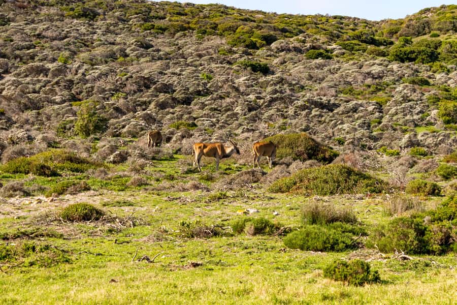 Cape Peninsula: Private Half Day Tour - The value of a private $175 tour