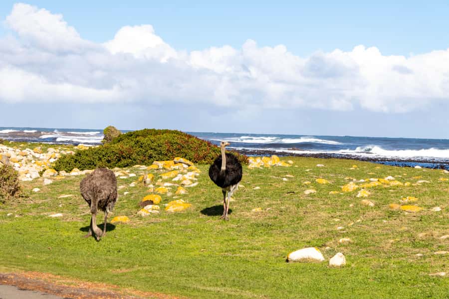 Cape Peninsula: Private Half Day Tour - The guides can shape the experience