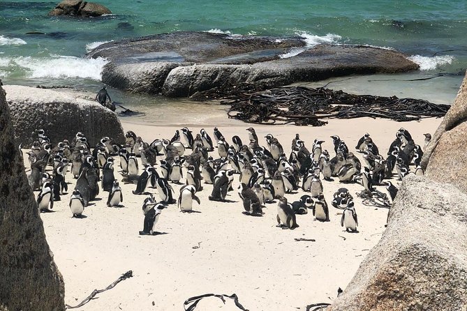 Cape Peninsula Private Tour - Why a private Cape Peninsula day makes sense