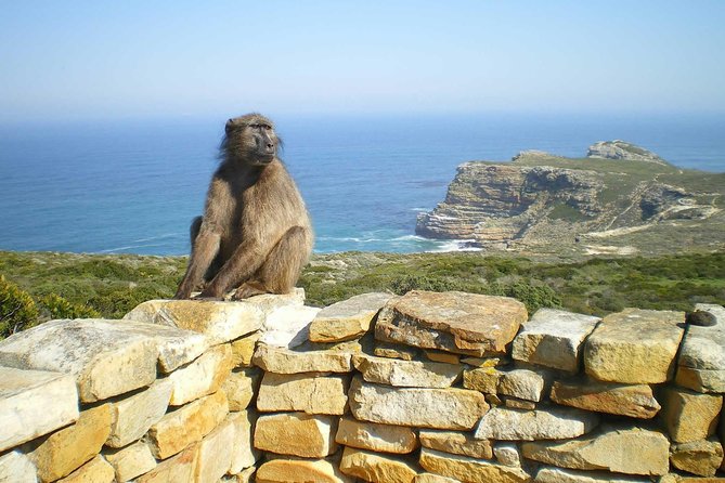 Cape Peninsula Private Tour - Boulders Beach is the wildlife highlight