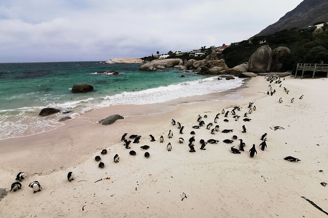 Cape Peninsula Private Tour In Cape Town South Africa - Key points to know before booking