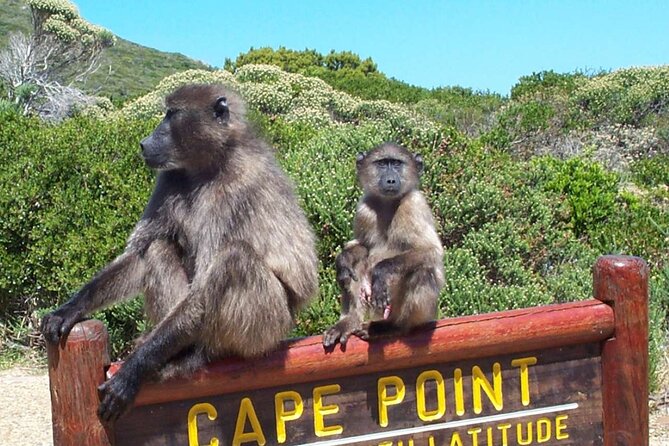Cape Peninsula Private Tour In Cape Town South Africa - Optional wine at Groot Constantia