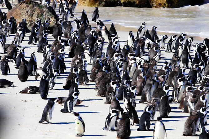 Cape Peninsula Private Tour Include Park Fees - Key points at a glance