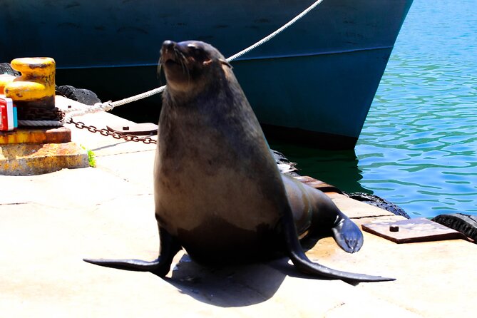 Cape Peninsula Private Tour Include Park Fees - Why this private Cape Peninsula route works