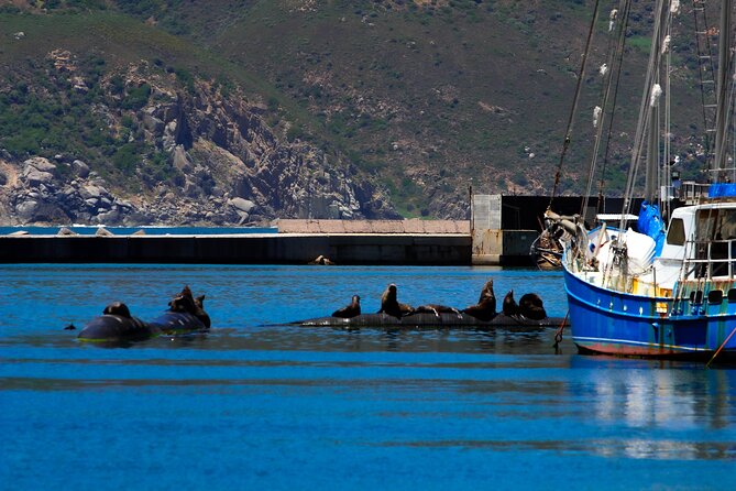 Cape Peninsula Private Tour Include Park Fees - Simon’s Town: maritime character and lunch potential