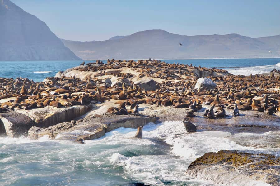 Cape Peninsula Shared Half-Day Tour - The African Penguin Colony option