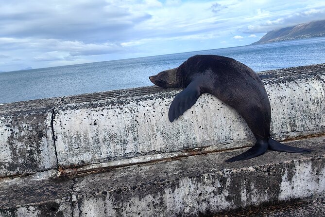 Cape Peninsula Tour - Kalk Bay adds local harbor character