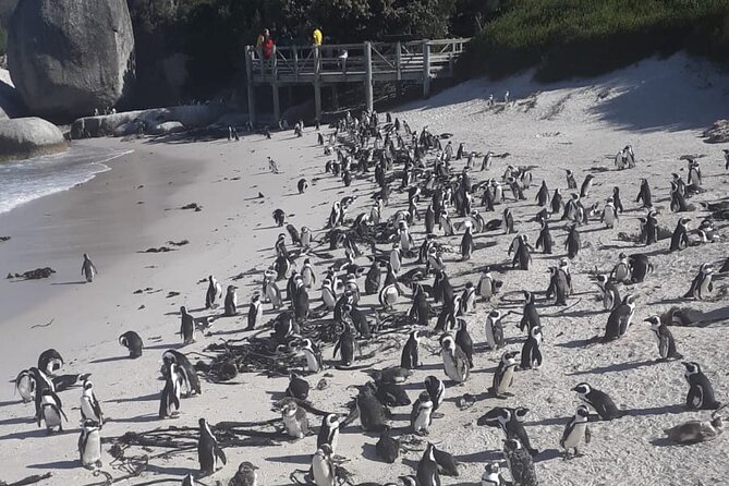 Cape Peninsula Tour Cape Town City - Two hours inside the Cape of Good Hope reserve