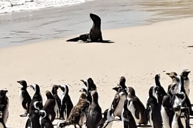 Cape Peninsula Tour Cape Town City - Maiden’s Cove and Camps Bay in 15 minutes