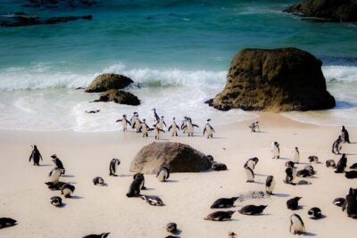 Cape Peninsula Tours