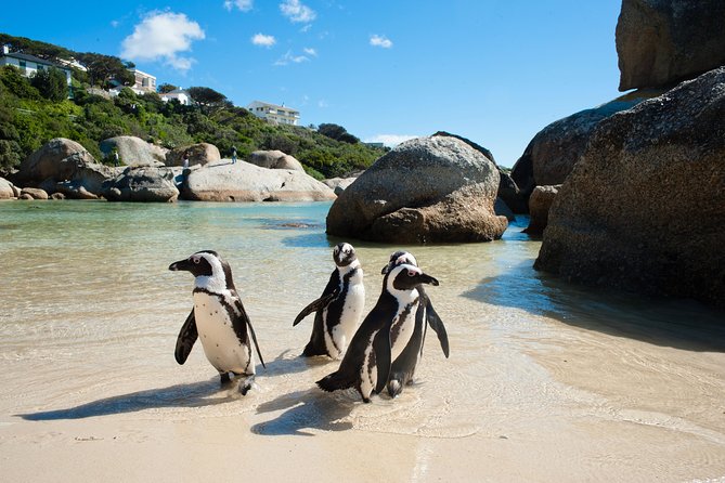 Cape Point and Boulder's Penguins Full Day Tour - Cape Point Nature Reserve and its wild residents