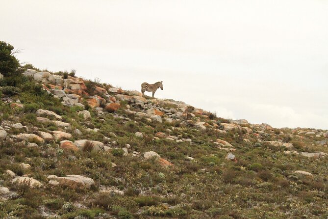 Cape Point and Cape of Good Hope day tour Up to 10 persons - Along False Bay: beaches, sharks, and fishing boats