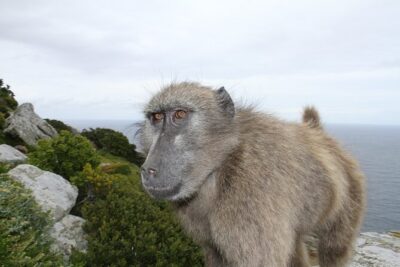Cape Point and Cape of Good Hope day tour Up to 10 persons
