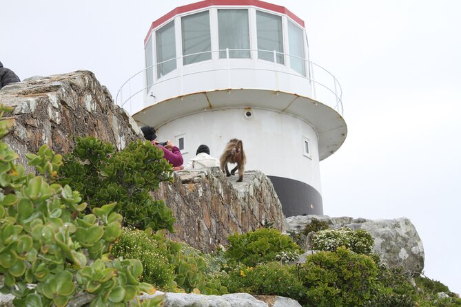Cape Point and Cape of Good Hope day tour Up to 10 persons - Wildlife watching, baboons, zebra, and flexible stops