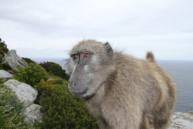 Cape Point and Cape of Good Hope day tour Up to 10 persons - Simonstown and the naval side of False Bay