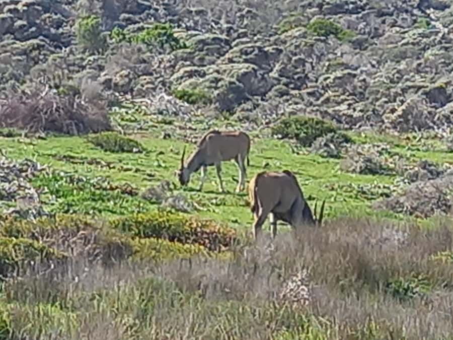 cape point and penguin ,muizenberg, bookapp - A nine-hour route along the Cape Peninsula