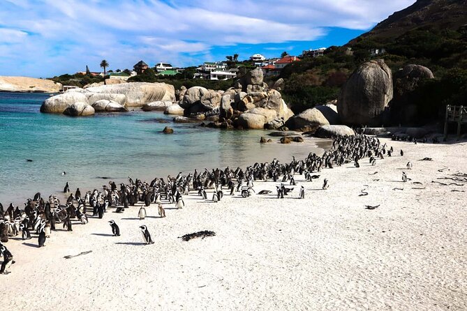 Cape Point , Boulder Beach Penguins and Cape of Good Hope Tour. - Boulder Beach puts African penguins center stage