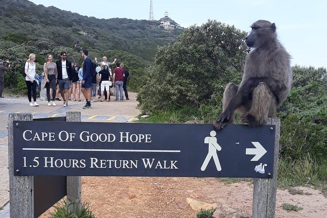 Cape Point, Boulder's Beach in Private Car Entrance Fees Included - Cape Point and the Cape of Good Hope