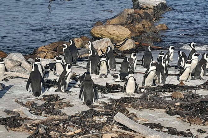 Cape Point Cape Of Good Hope And Penguins Private Tour - Cape Point and the two lighthouses