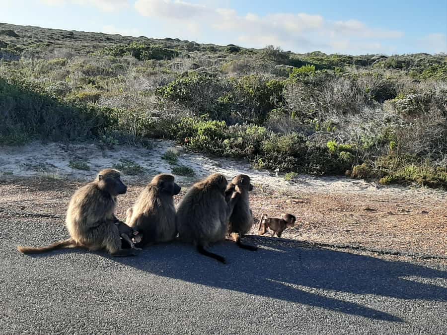 Cape Point Cape of Good Hope, Penguins Private Half day Tour - Why this peninsula route works so well