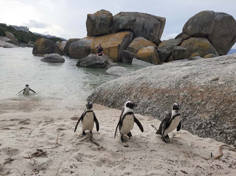 Cape Point Cape of Good Hope, Penguins Private Half day Tour - Boulders Beach and the African penguin colony