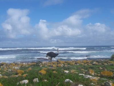 Cape Point Cape of Good Hope, Penguins Private Half day Tour