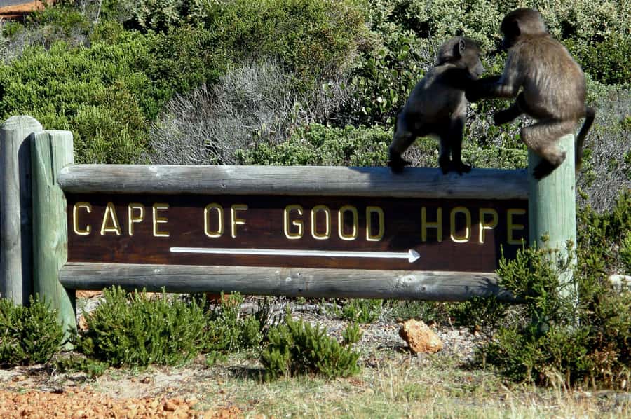 Cape Point Cape of Good Hope, Penguins Private Half day Tour - Hout Bay, Camps Bay, and the final return