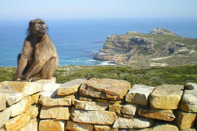 Cape Point Explore with Boulder's Penguins Small Group Day Tour - Cape Point brings wildlife, plants, and open space